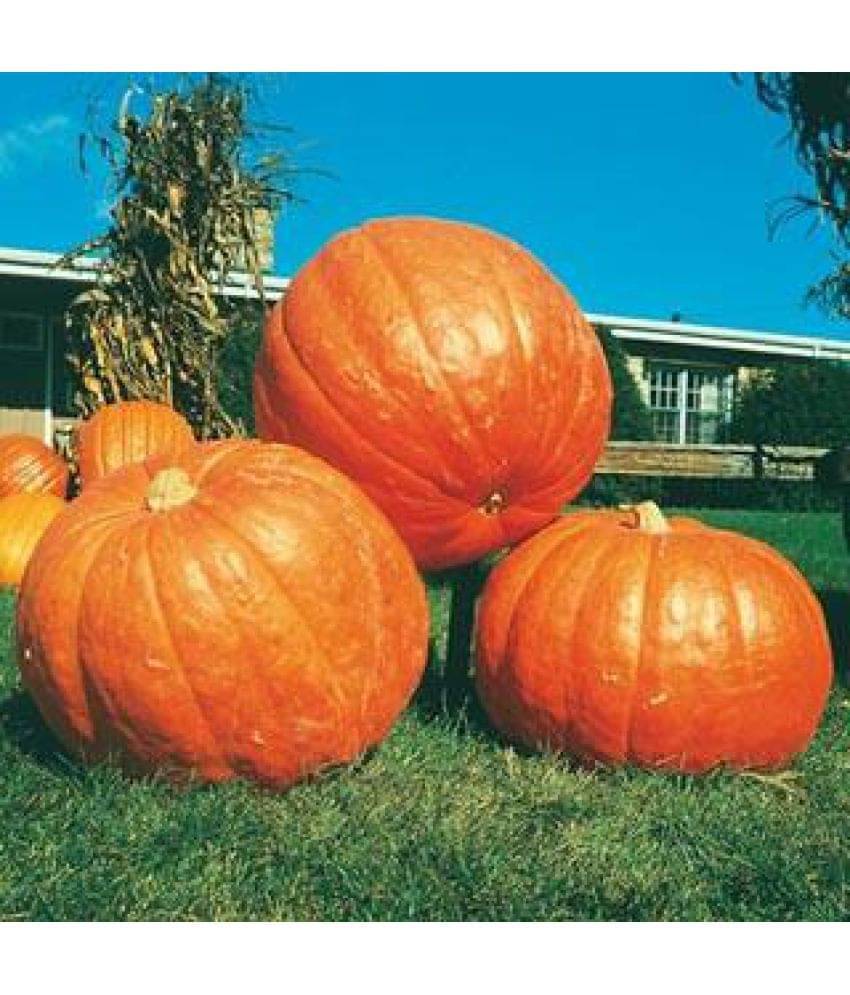     			BIG MAX PUMPKIN - ORGANIC - HEIRLOOM VEGETABLE - 10 SEEDS
