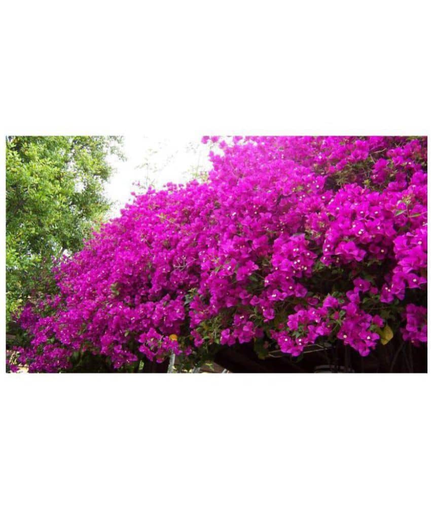 AZALEA GARDENS Bougainvillea Spectabilis Willd Bonsai Plant Seeds 20 PCS Bougainvillea seeds