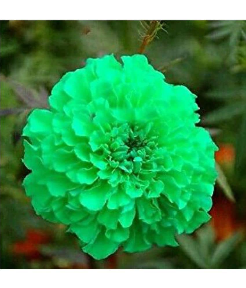 Rare Green Marigold Flower Seeds Imported Fresh 30 Seeds / pack