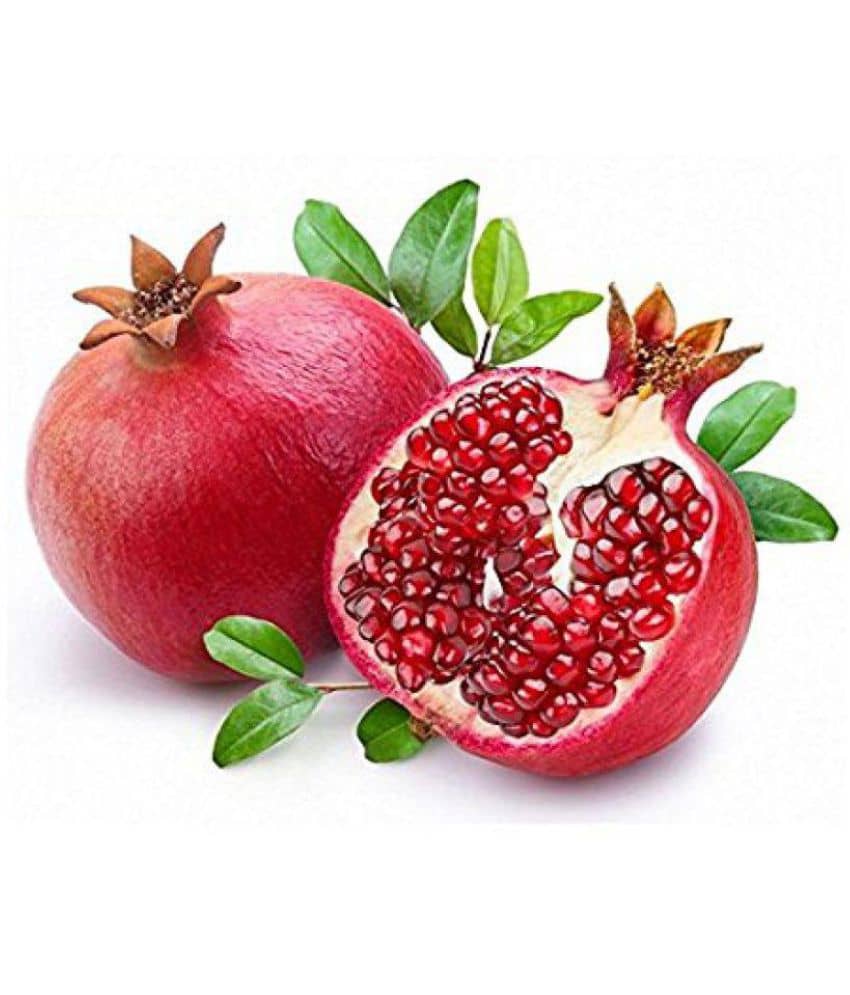 Azalea gardens 20 Organic Turkey Giant Pomegranate Seeds - Punica Granatum Shrub Fruit SEEDS