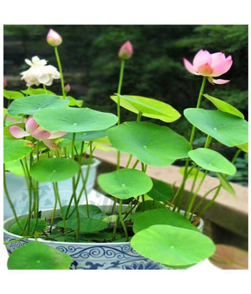 Lotus Water Flower Seeds