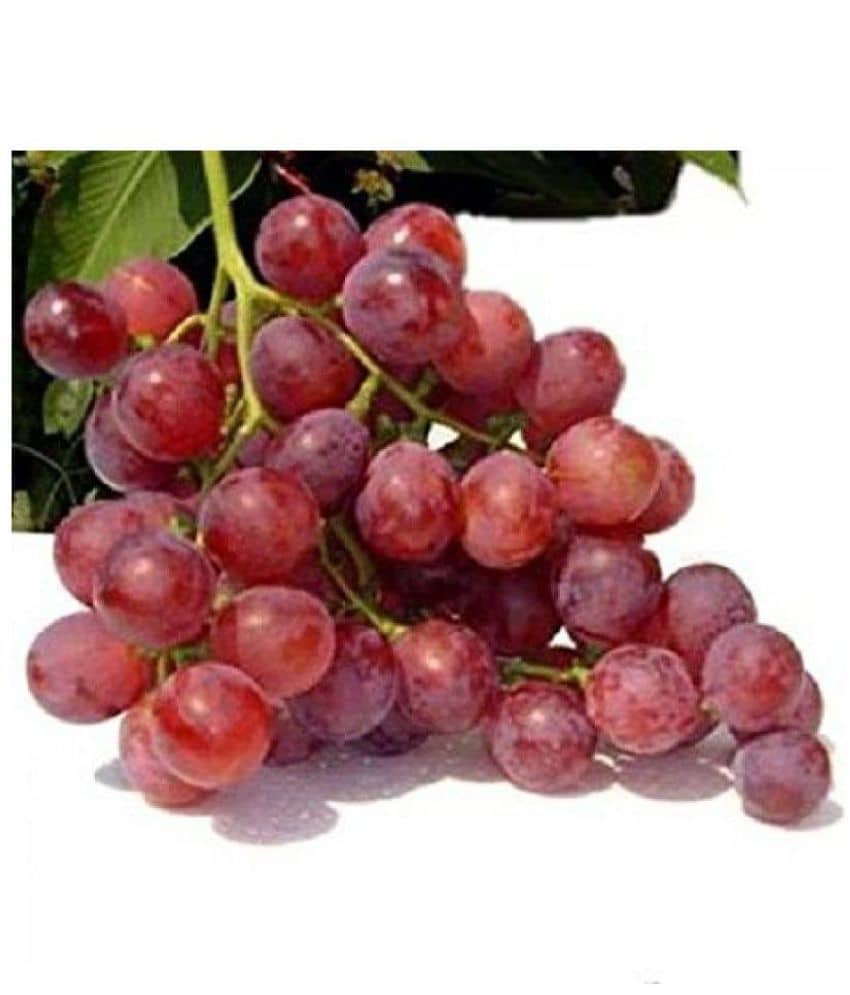 Azalea gardens 10 GIANT RED GLOBE GRAPE Vitis Fruit Vine Seeds