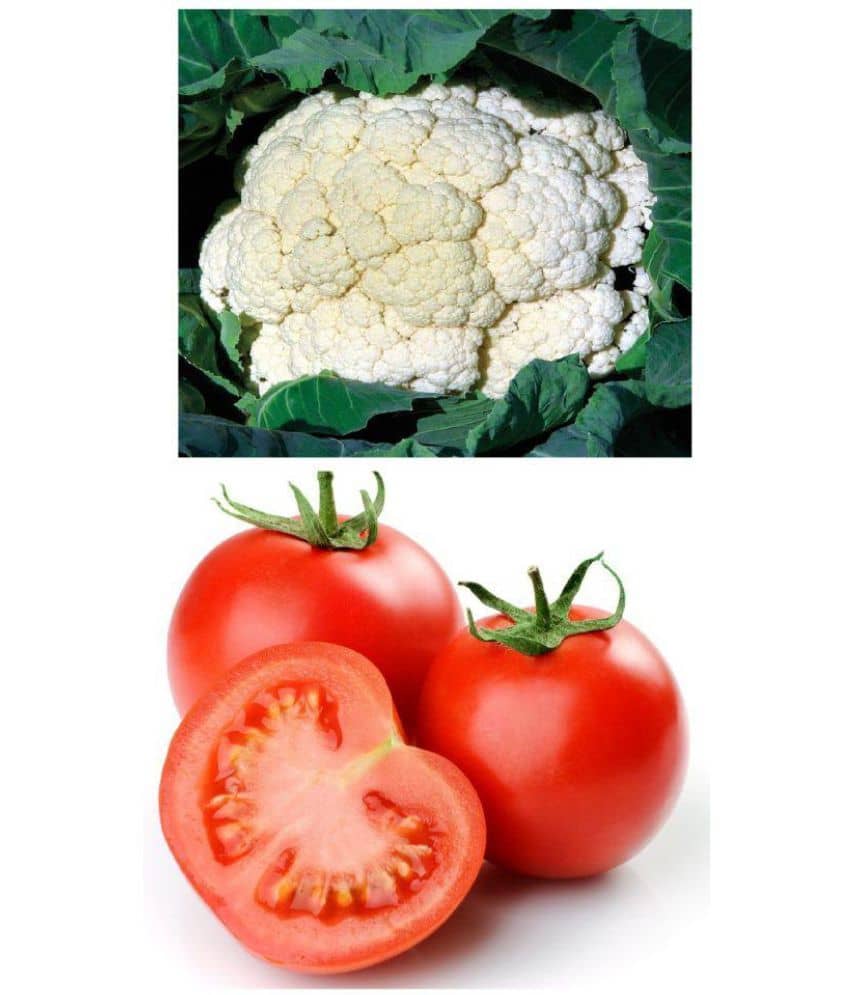 Vegetable seeds Cauliflower and tomato combo pack of 100 Best Quality Premium Seeds