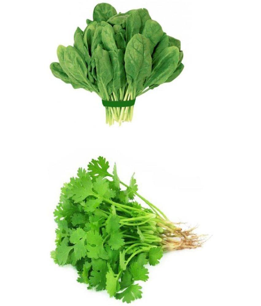 Vegetable seeds Coriander and Palak combo pack of 100 Best Quality Premium Seeds Vegetable seeds Coriander and Palak combo pack of 100 Best Quality Premium Seeds