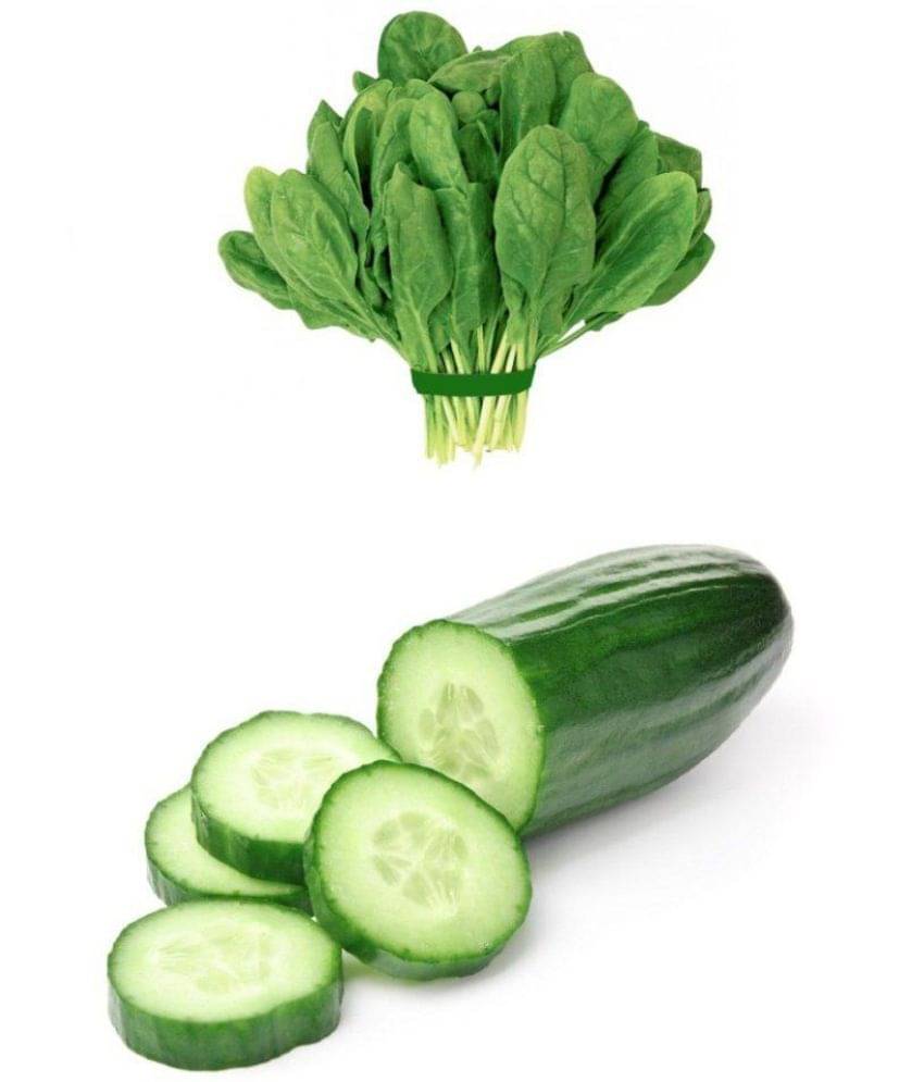 Vegetable seeds palak and cucumber combo pack of 100 Best Quality Premium seeds Vegetable seeds palak and cucumber combo pack of 100 Best Quality Premium seeds