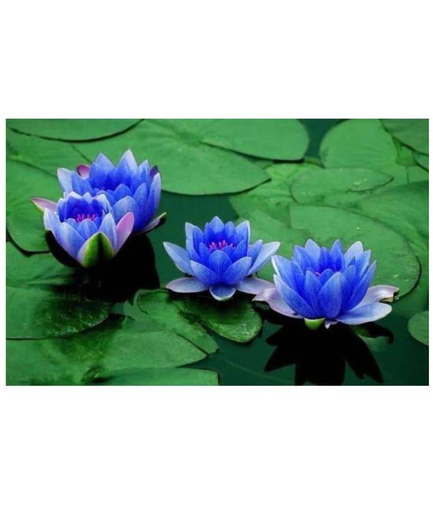 Saaheli Lotus Flower Blue Seed