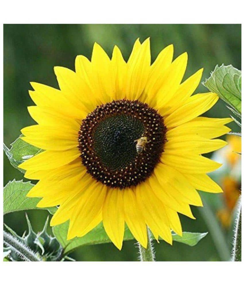 Futaba Bonsai Sunflower Seed