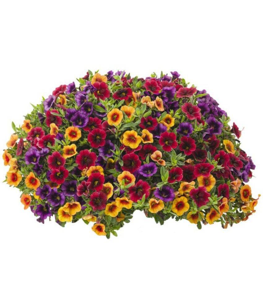     			Nema Mix Calibrachoa Petunia Shuttlecock Flower Seeds - 100 Pcs