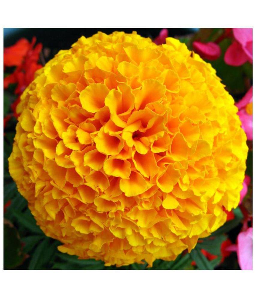     			Creative Farmer Flower Seeds For Beginners Garden Marigold