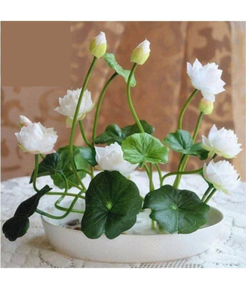     			Lotus Seed (6+6 Lotus Seed) 2 Packet Of Lotus Flower