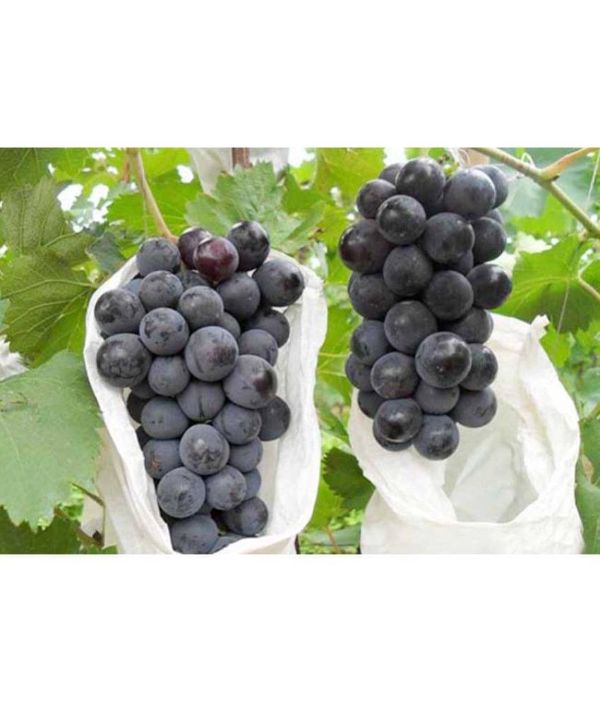     			Creatives Farmer Bonsai Suitable Fruit Seeds Imported Green Grapes Sweet And Delicious Fruit Seeds For Kitchen Garden Kitchen Garden Bonsai Suitable Fruit Seeds Pack