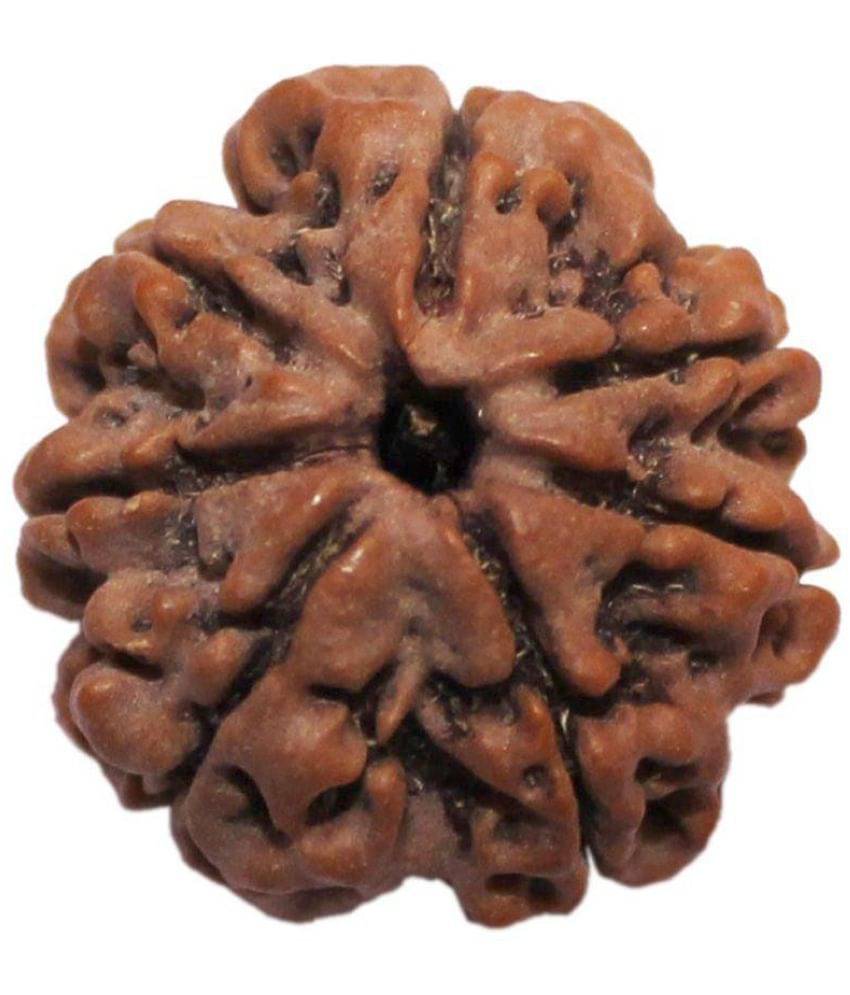     			7 Mukhi Rudraksha