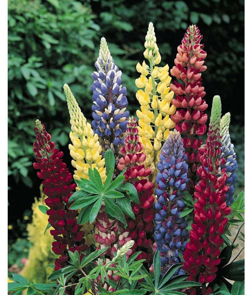 Azalea Gardens Lupine Flower Seeds "BAND OF NOBLES MIXED\n" 20 Seeds Pack Azalea Gardens Lupine Flower Seeds "BAND OF NOBLES MIXED\n" 20 Seeds Pack
