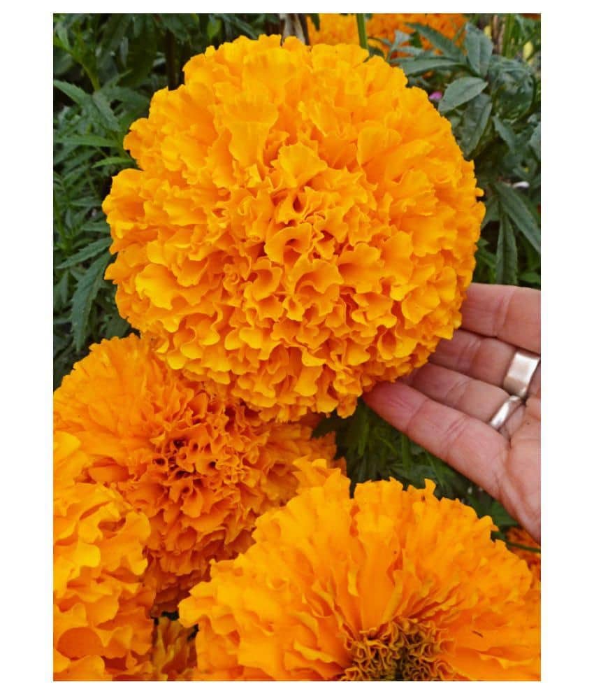 Daul D Marigold 50 seeds for each packet