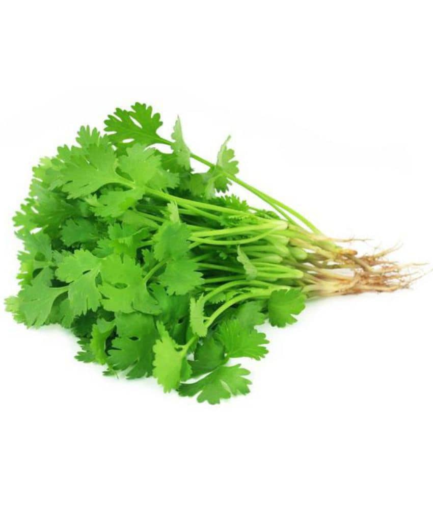 Coriander Seeds, Dhania Seeds, Organic Cilantro Seeds Pack Of 200 Seeds