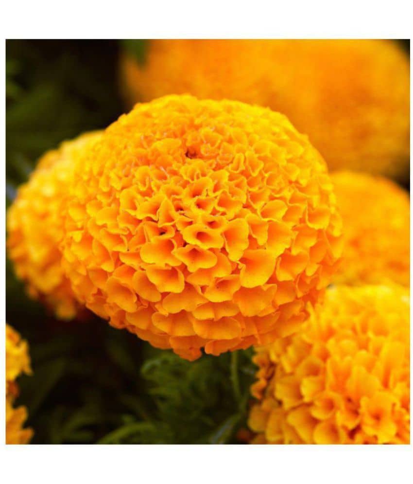 MARIGOLD High Yield Organic Seeds ORANGE & YELLOW MIXED 100 Seeds FRESH 2017 COLLECTION