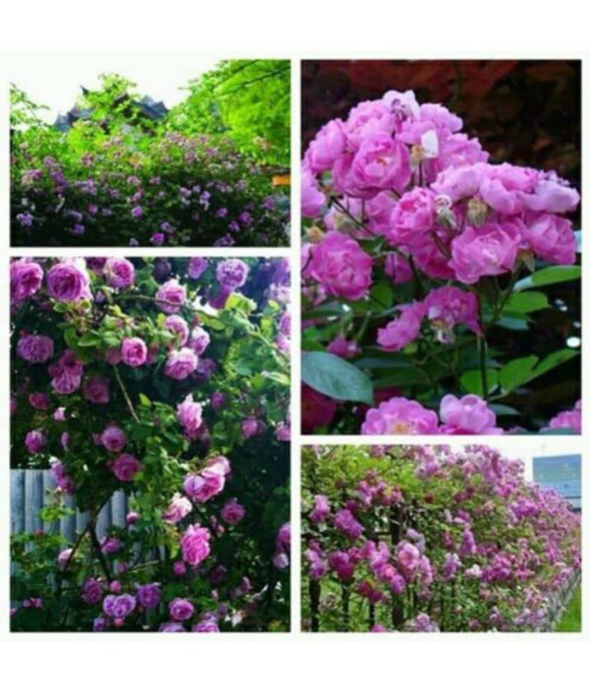 Azalea Gardens Rose Flower Seeds "Pink Climbing Rose" 20 Seeds Pack