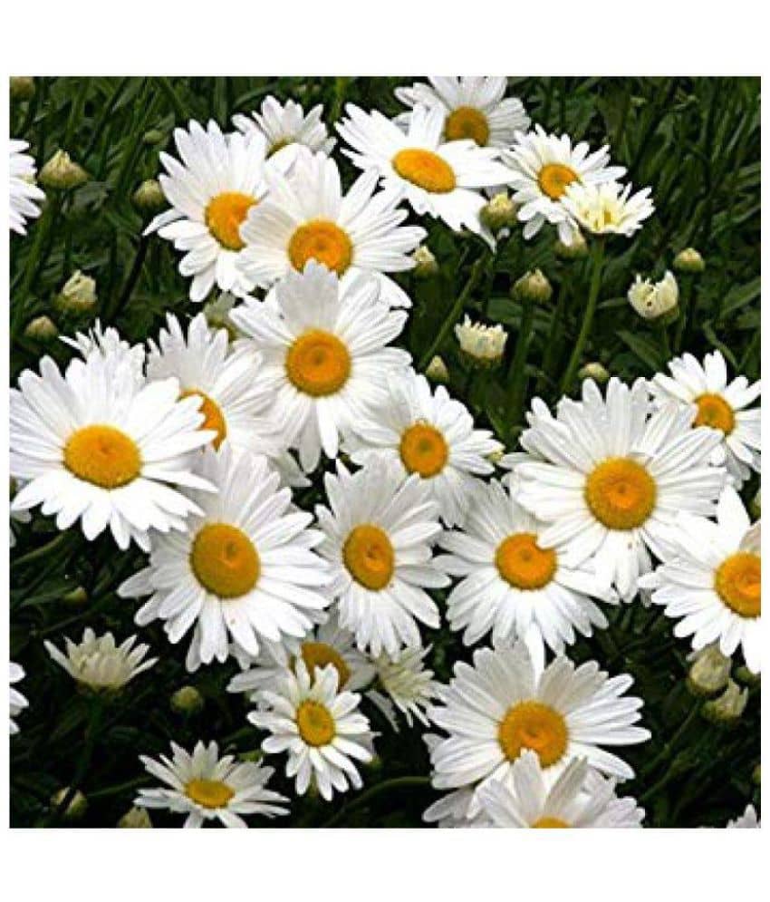 siya daisy flowers hybrid seeds