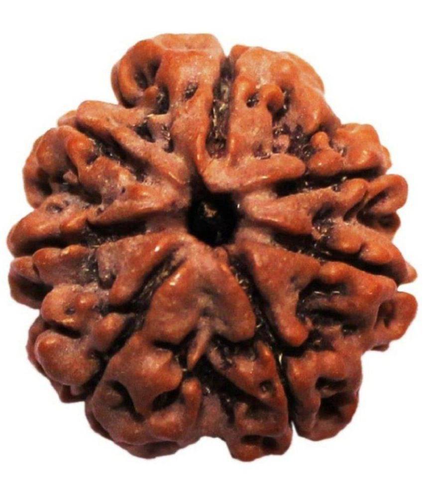     			7 Mukhi Nepali Rudraksha