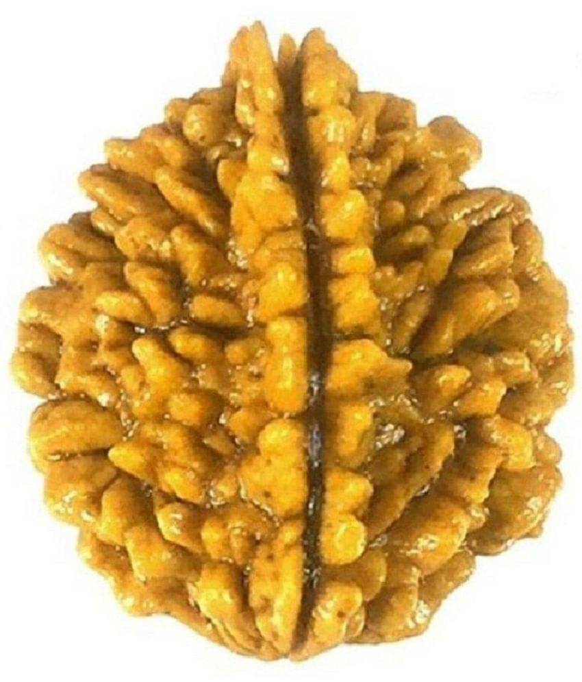     			2 Mukh Rudraksha Lab Certified