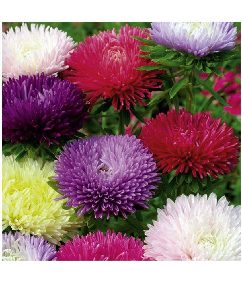 Flower seeds Aster Mix Flower Best Quality Hybrid Seeds Pack of 50 Flower seeds Aster Mix Flower Best Quality Hybrid Seeds Pack of 50