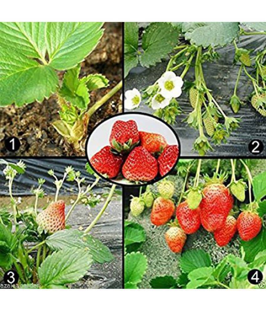 OhhSome Herb Heirloom - Potted Strawberry Seeds Kitchen Garden Pack
