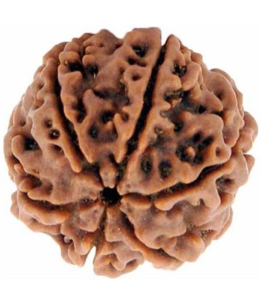 Lord Shiva Brown 6 Mukhi Lab Certified Natural Ganesha Shani Rudraksha Lord Shiva Brown 6 Mukhi Lab Certified Natural Ganesha Shani Rudraksha