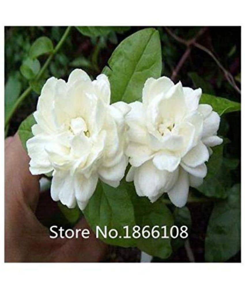 siya jasmine flowers hybrid seeds