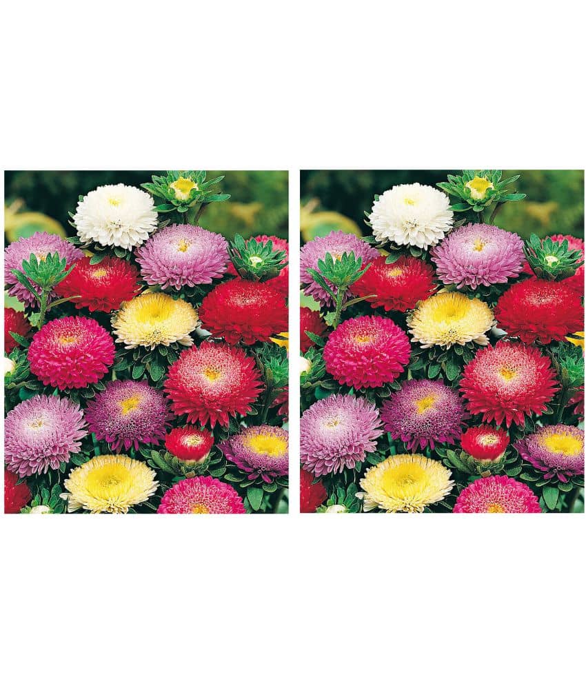 Aster mix flower best quality Premium Hybrid seeds pack of 2