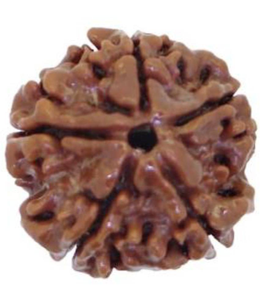     			Five Faced Rudraksha(Lab Certified)