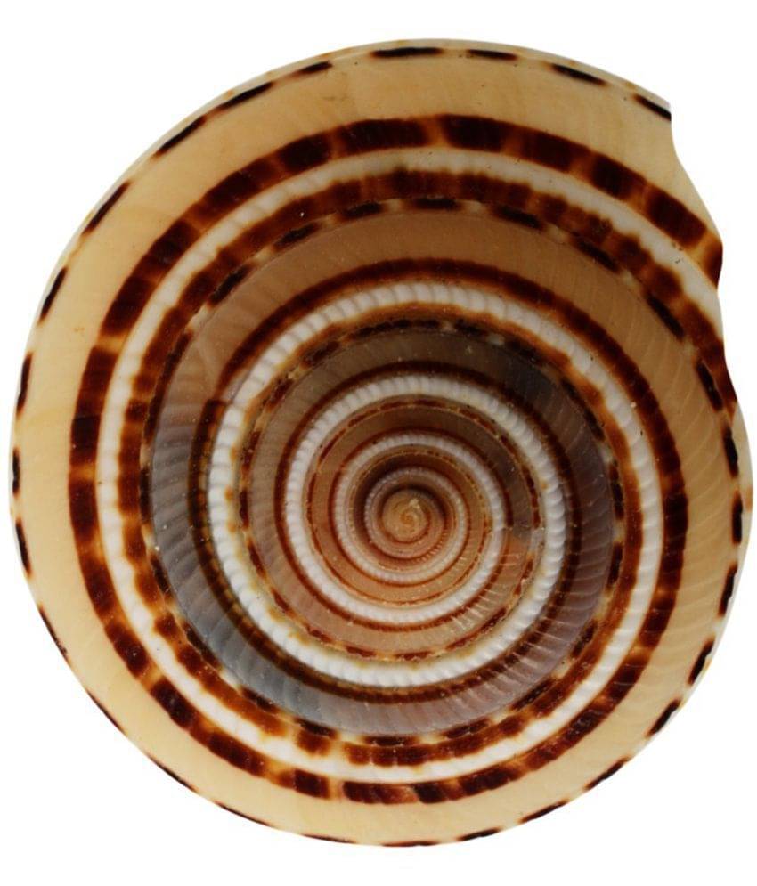     			Kesar Zems Stone Vishnu Chakra (4 cm x 3.5 cm x 1.5 cm097)