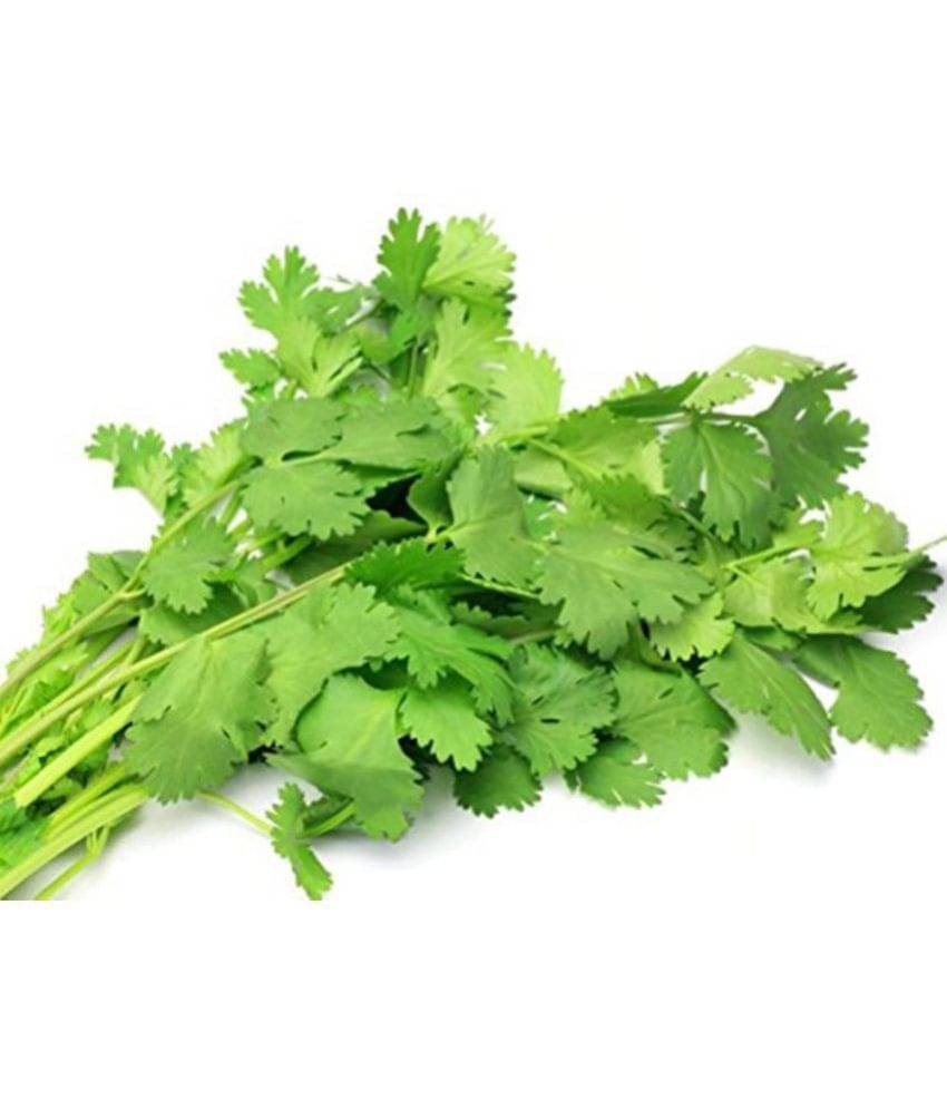 OhhSome Coriander Hybrid Vegetable Seeds OhhSome Coriander Hybrid Vegetable Seeds