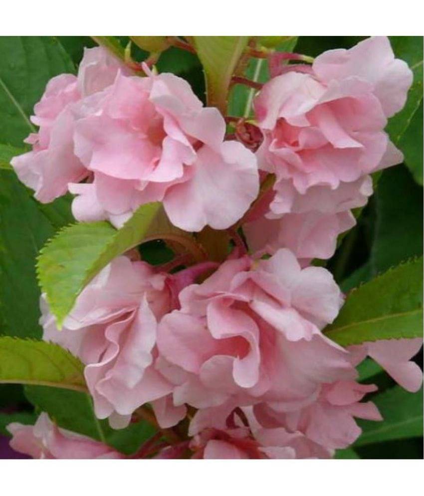 OhhSome Flower Seeds : Rose Balsam Seeds For Home Garden Flower - Garden Flower Seeds Pack OhhSome Flower Seeds : Rose Balsam Seeds For Home Garden Flower - Garden Flower Seeds Pack