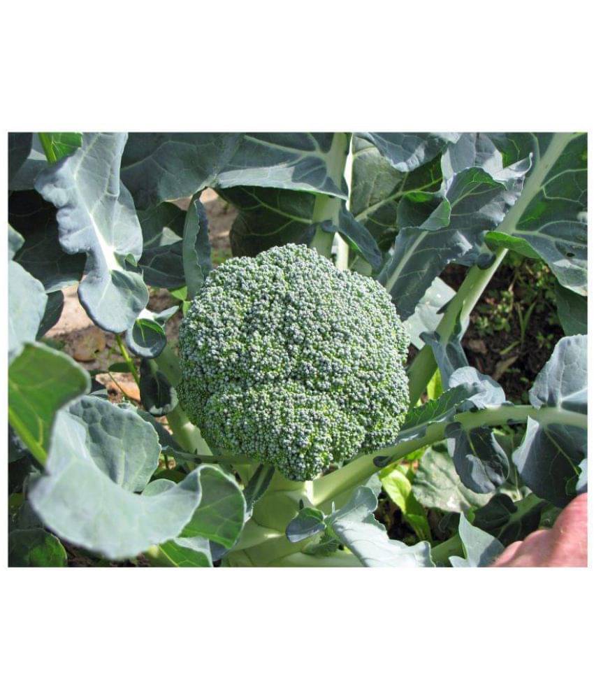 hybrid broccoli seeds with 100 grams of growing soil hybrid broccoli seeds with 100 grams of growing soil