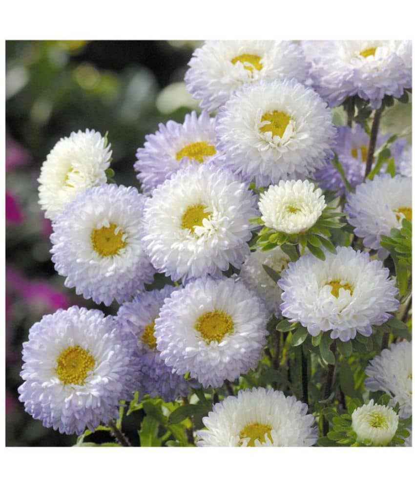 White pulp aster flowers seeds with growing soil