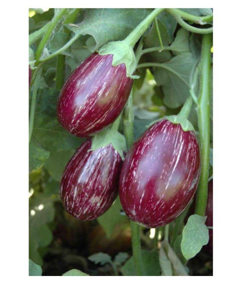 ChuChu Brinjal Magnif Seeds - Pack of 50 Seeds F-1 Hybrid with growing soil ChuChu Brinjal Magnif Seeds - Pack of 50 Seeds F-1 Hybrid with growing soil