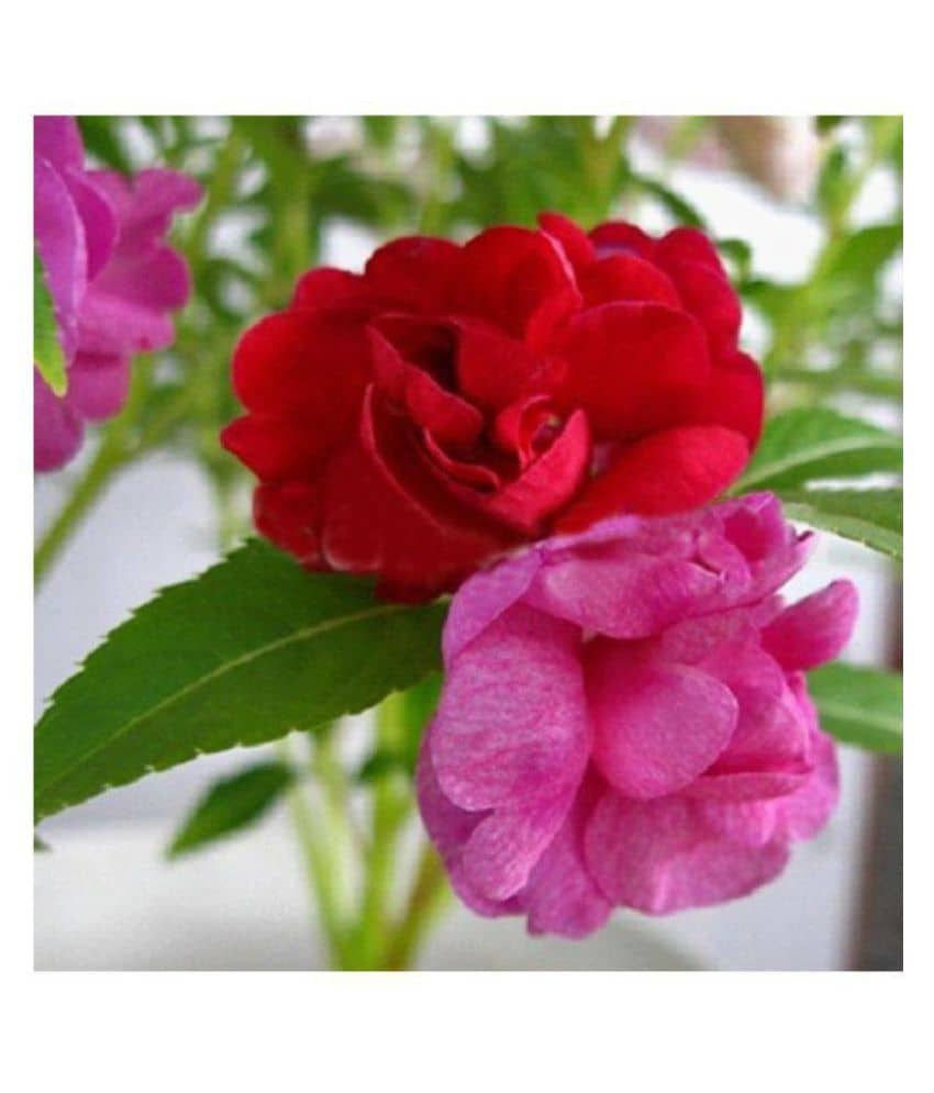 Balsam (Brother of Rose) Multi Colour Flowers Seeds - Pack of 30 Premium Seeds with growing soil