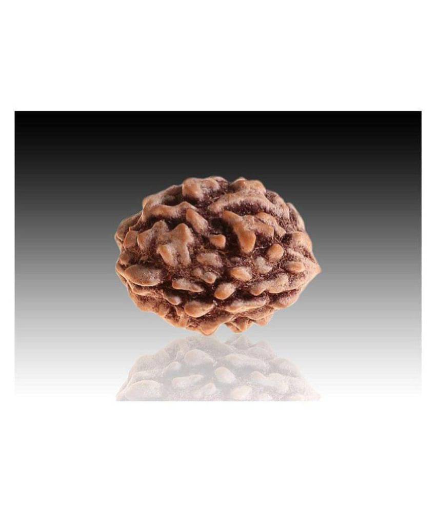 RUDRA DIVINE 2 faced Rudraksha 100% original Lab certified 2 face mukhi himalya beads / Divine Almighty Genuine Rudraksha by RUDRA DIVINE / guaranty of Originality RUDRA DIVINE 2 faced Rudraksha 100% original Lab certified 2 face mukhi himalya beads / Divine Almighty Genuine Rudraksha by RUDRA DIVINE / guaranty of Originality