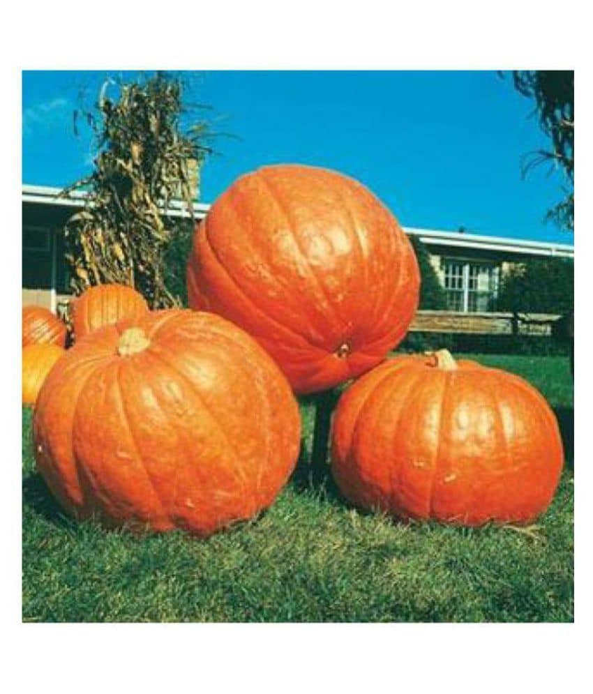 Easy Growing - BIG MAX PUMPKIN - ORGANIC - Best Quality hybrid SEEDS