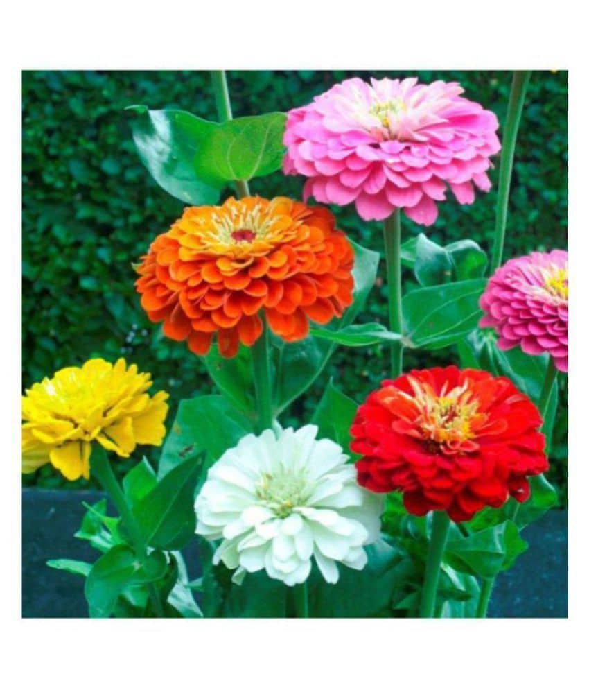 Zinnia Liliput Flowers Premium Exotic Seeds - Pack of 40 Premium Seeds with growing soil