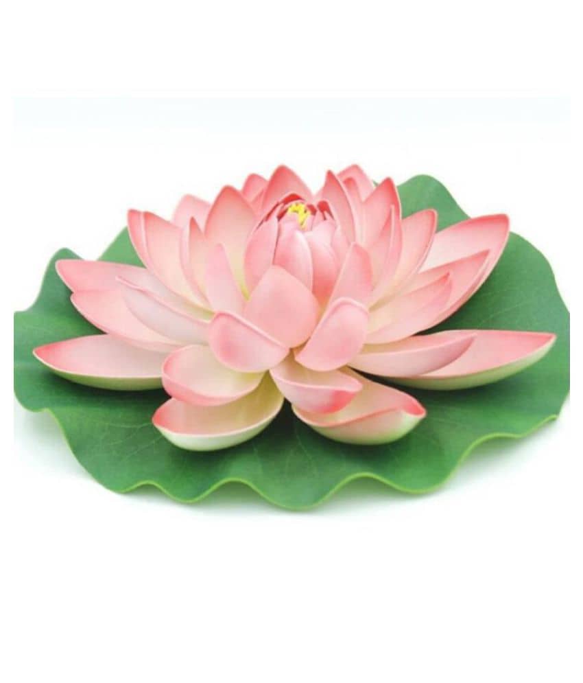 Green plant indoor Lotus Multicolour Floating Flowers - Pack of 1