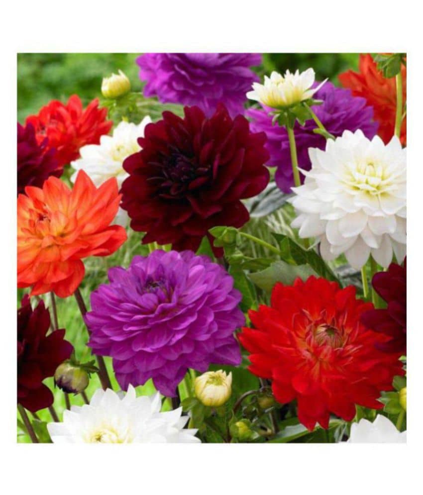 Dahlia Flowers Hybrid Seeds - Pack of 40 Exotic Seeds with growing soil
