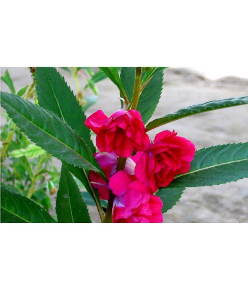 OhhSome Flower Seeds : Balsam Flower - Best Variety Seeds For Agriculture - Garden Flower Seeds Pack