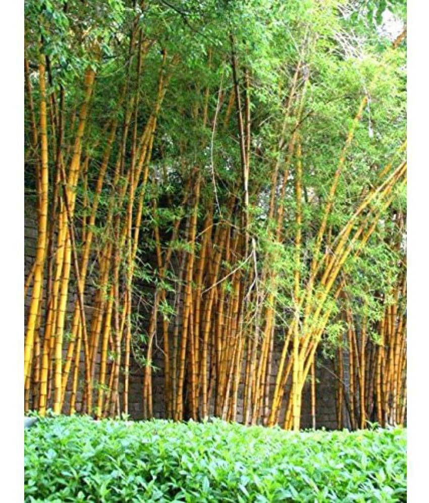 OhhSome Rare Golden Bamboo Seeds Bamboo Plant Seeds Gold Garden Bamboo Bamboo Seeds Garden Pack OhhSome Rare Golden Bamboo Seeds Bamboo Plant Seeds Gold Garden Bamboo Bamboo Seeds Garden Pack