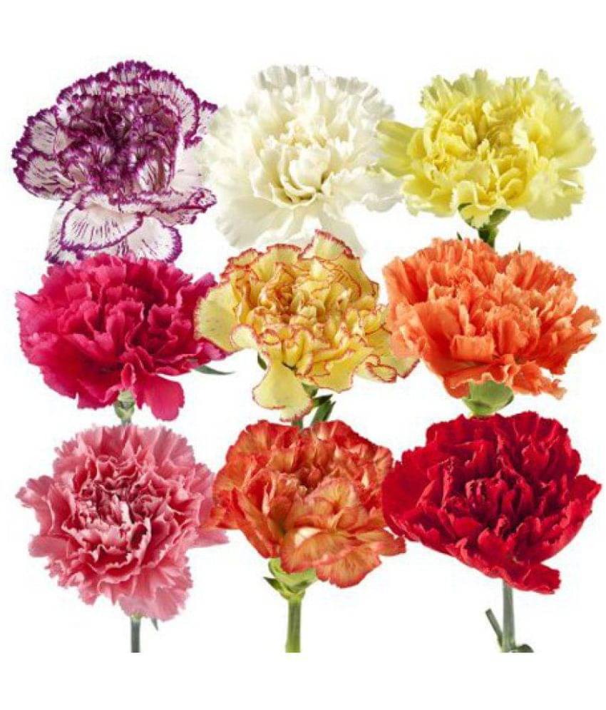     			colorful carnation flowers seeds with growing soil