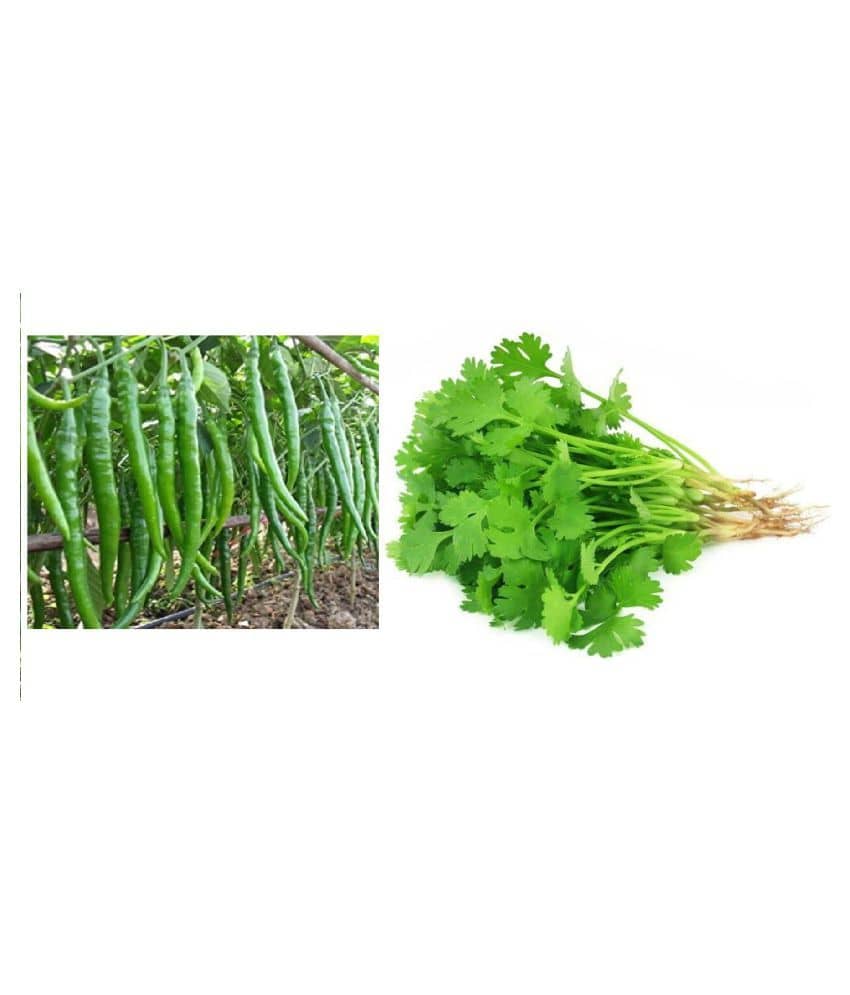 Green chilli and coriander seeds combo hybrid