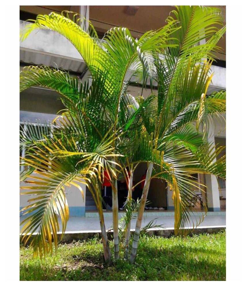 ARECA PALM VERY POPULAR EASY TO GROW A CHARMING Tree Seeds ARECA PALM VERY POPULAR EASY TO GROW A CHARMING Tree Seeds