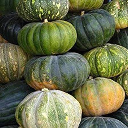     			Seeds Point Vegetable Seeds: Pumpkin Seeds - [Safed Kaddu,Kumbalanga] Seeds - 15 Nos