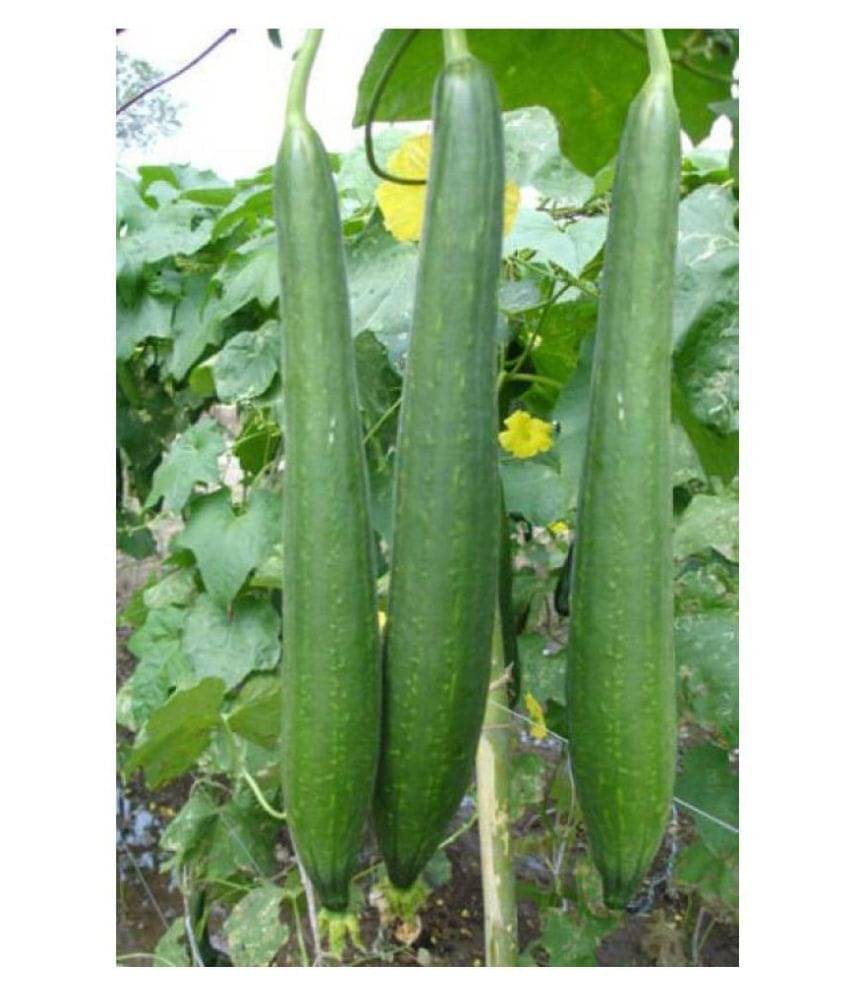     			Sponge Gourd F1 Hybrid Vegetable Seeds - 40 seed