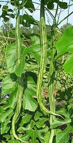     			AtoZprintshop Nature Valley High Yield Hybrid Rare Long Snake Gourd Vegetable Seeds -20 Seeds Pack